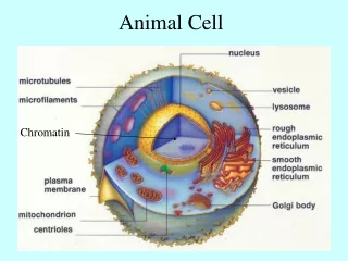 animal cell